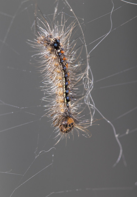 Caught in a web of lies - Deze rups zat vast in een spinneweb. Met heel veel moeite is ze losgekomen. - foto door fam.francke op 25-06-2021 - deze foto bevat: rups, vlinder, insect, macro, natuur, haren, web, insect, geleedpotige, bestuiver, larve, rups, motten en vlinders, ongewervelden, plaag, parasiet, dieren in het wild
