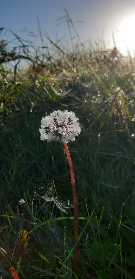 Uitgebloeide paardenbloem 