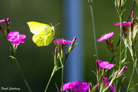 Citroentje met suiker