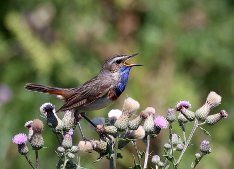 blauwborst