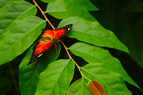 Cethosia biblis (Rode kantvlinder). Bovenaanzicht