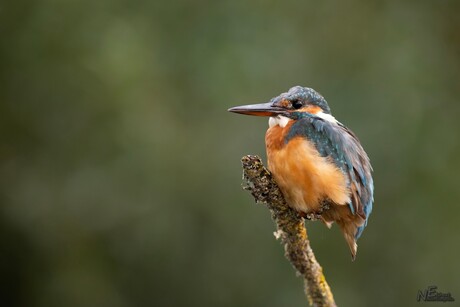 IJsvogeltje