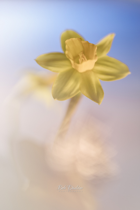 Narcis in mooi licht