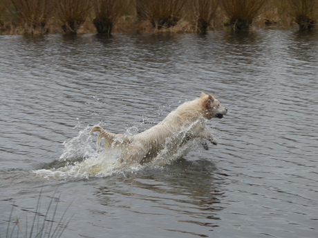 Springen in het water