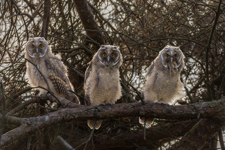 3 juveniele Ransuilen