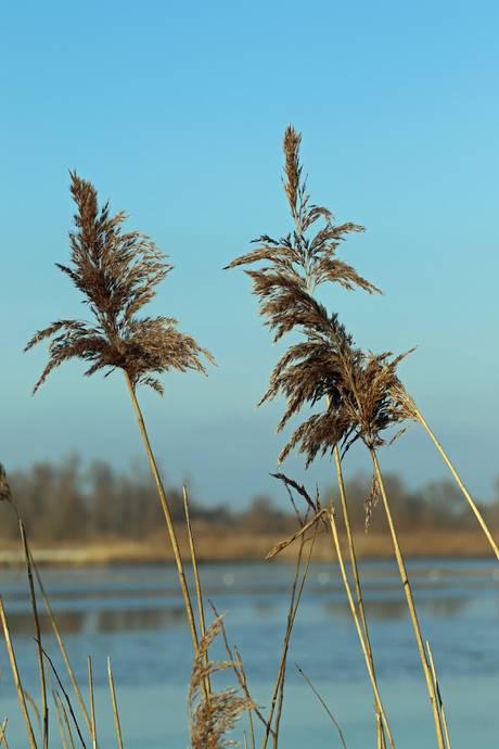 Brabantse Biesbosch