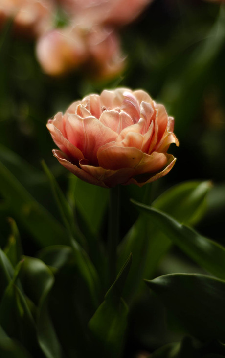 Tulp