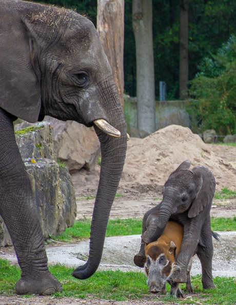 Baby olifantje zoekt knuffeldier
