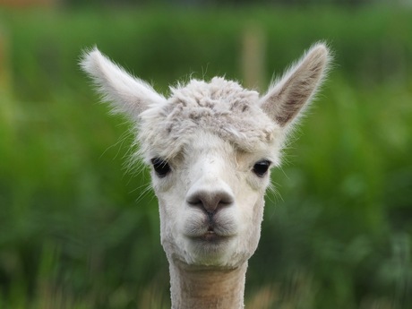 Alpaca 