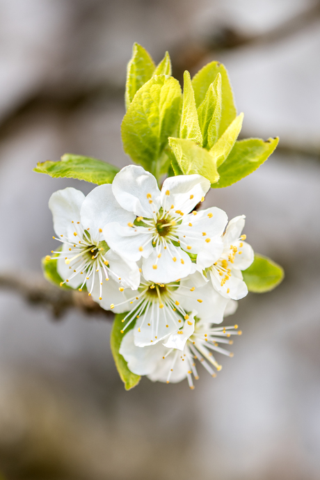 Fruitboom in bloei