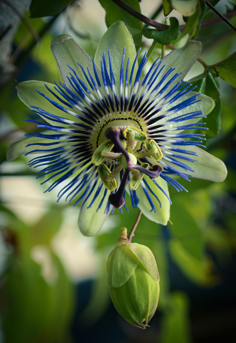 Een beetje blauw is al prachtig …