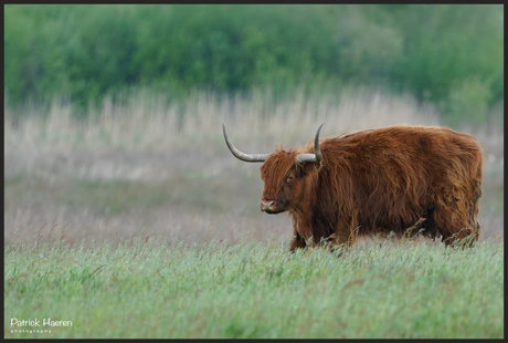 Schotse hooglander