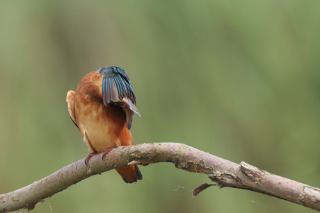 IJsvogel 