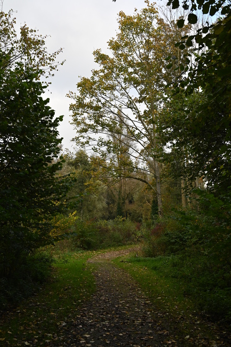 Herfst in het Lage Bergsche bos