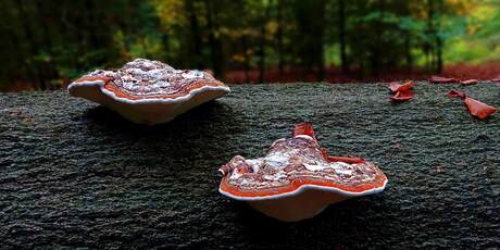 Roodgerande Houtzwam