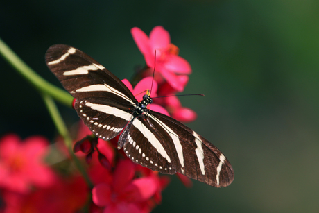 Zebravlinder (Heliconius charitonia)