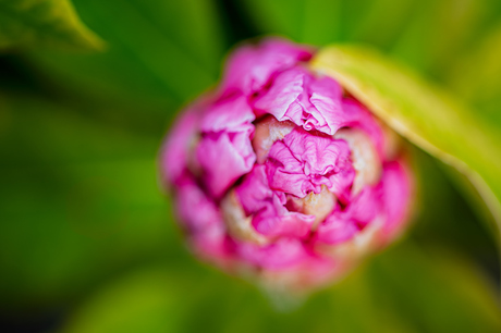 peonia