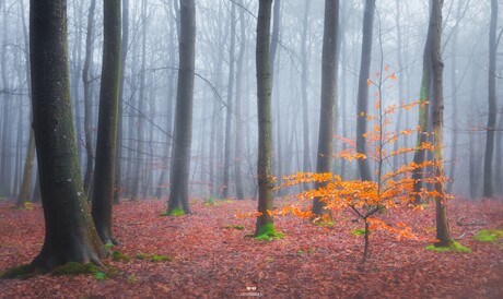 Het oranje boompje.