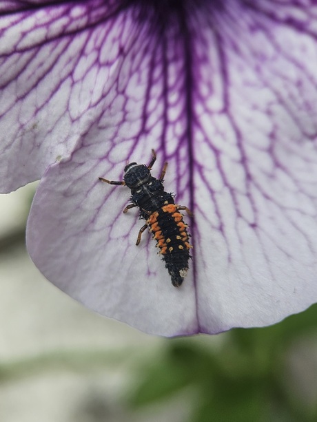 Aziatisch lieveheersbeestje 