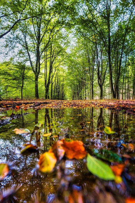 Autumn reflections