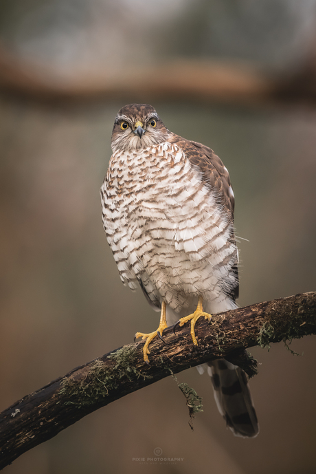 Sperwer vanuit een vogelhut van Arjan Troost