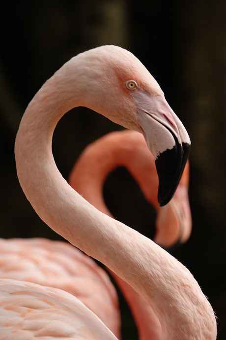 flamingoduo......................