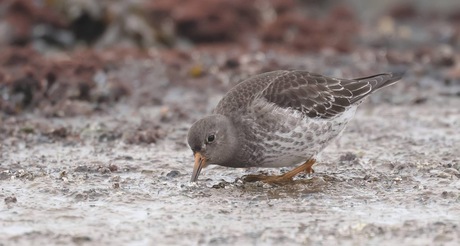 Paarse Strandloper 