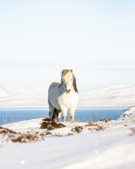 Vatnsnes peninsula