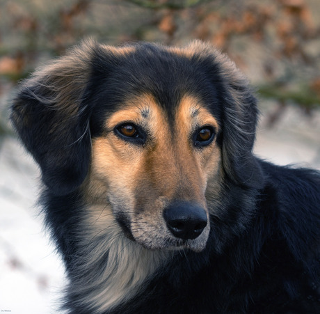 Hera