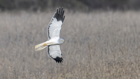 Blauwe kiekendief ♂️