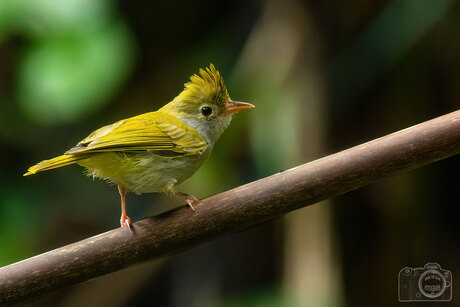 Doi Inthanon, Thailand