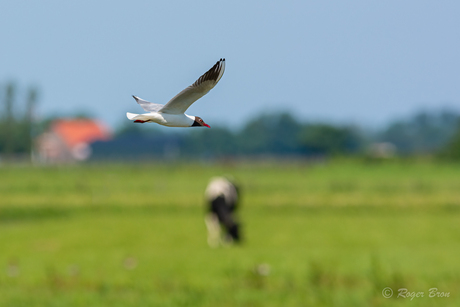 Kokmeeuw boven Texels landschap