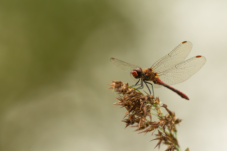 bloedrode heidelibel