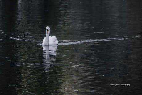 Witte Zwaan