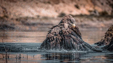 Europese Badderarend