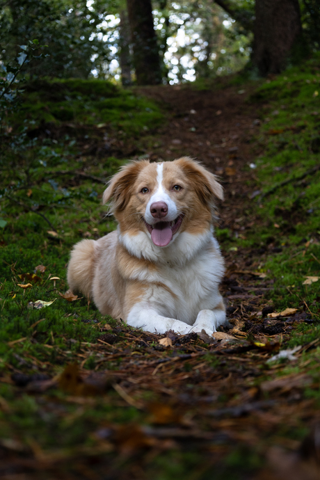 Forest Dog