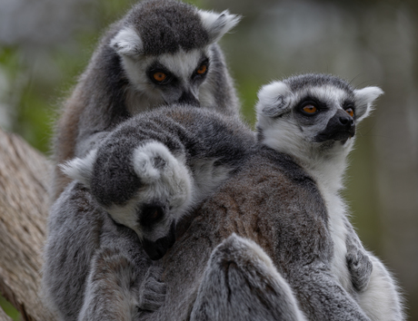 Familie foto - Ringstaartmaki 