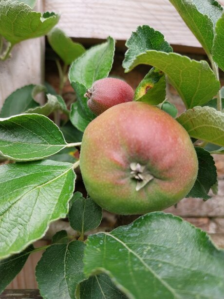Appeltjes