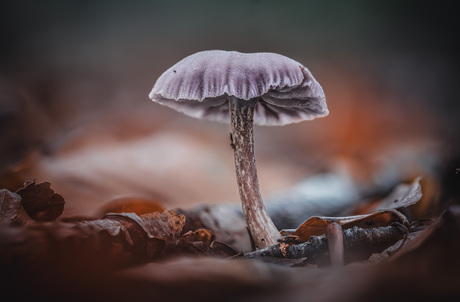 Herfst Speulderbos - Paddestoelen