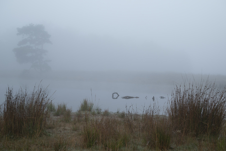 Heideven 's ochtends vroeg in de mist