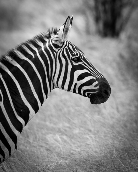 Zebra