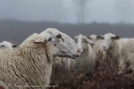 Schapen in de vroege ochtend