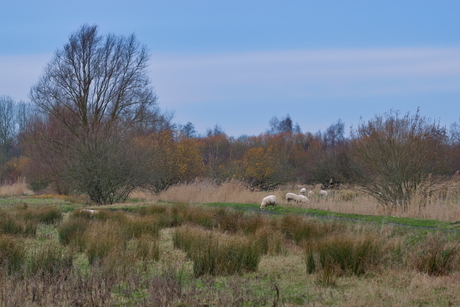 The Rocksong Series : The Lamb Lies Down On Broadway