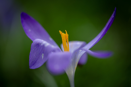 Krokus in bloei