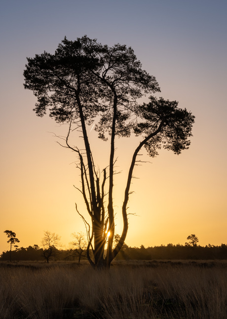 Giant tree