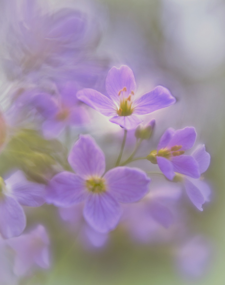 Pinksterbloem