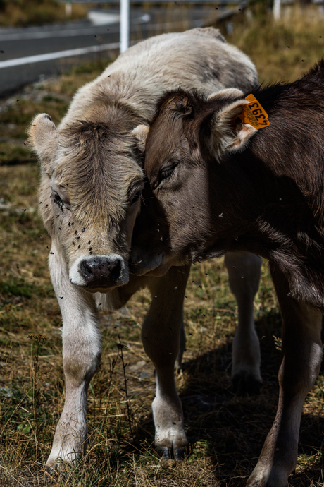 Twee koeien, in de Pyreneeën van Spanje