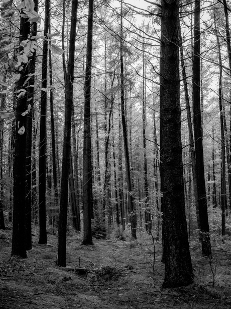 Door de bomen het bos zien