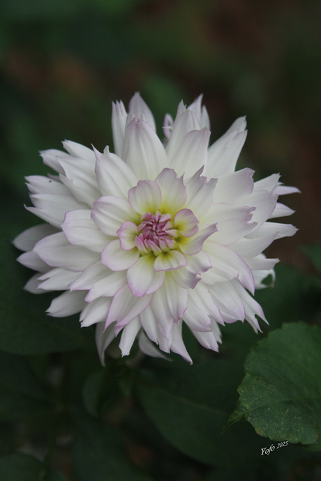 Dahlia-pracht