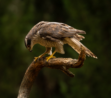 opperste concentratie